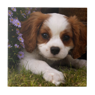 Cavalier King Charles Spaniel Puppy hinter Blume Fliese