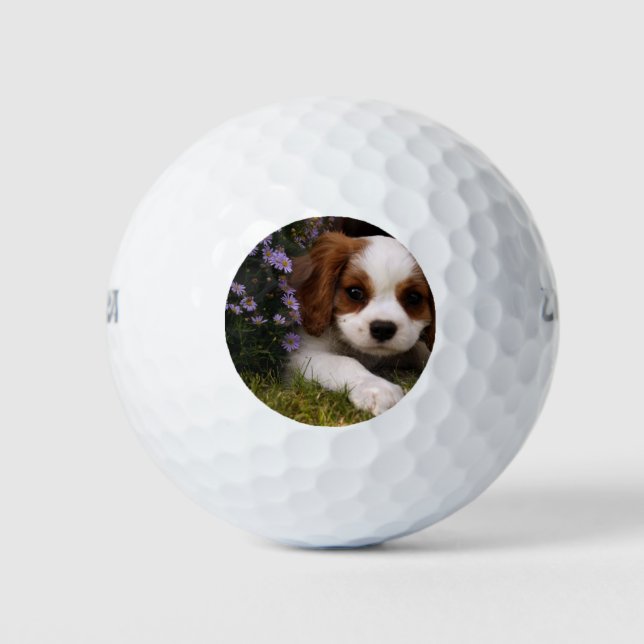 Cavalier King Charles Spaniel Puppy hinter Blume Golfball (Vorderseite)
