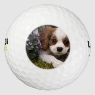 Cavalier King Charles Spaniel Puppy hinter Blume Golfball