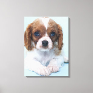 Cavalier King Charles Spaniel Puppy Leinwanddruck