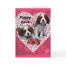 Cavalier King Charles Spaniel Puppy Liebe
