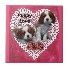 Cavalier King Charles Spaniel Puppy Liebe Fliese