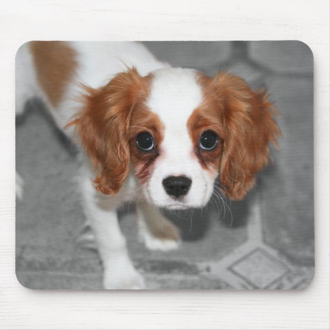 Cavalier King Charles Spaniel Puppy Mousepad (Vorne)