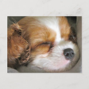 Cavalier King Charles Spaniel Puppy Postcard Postkarte