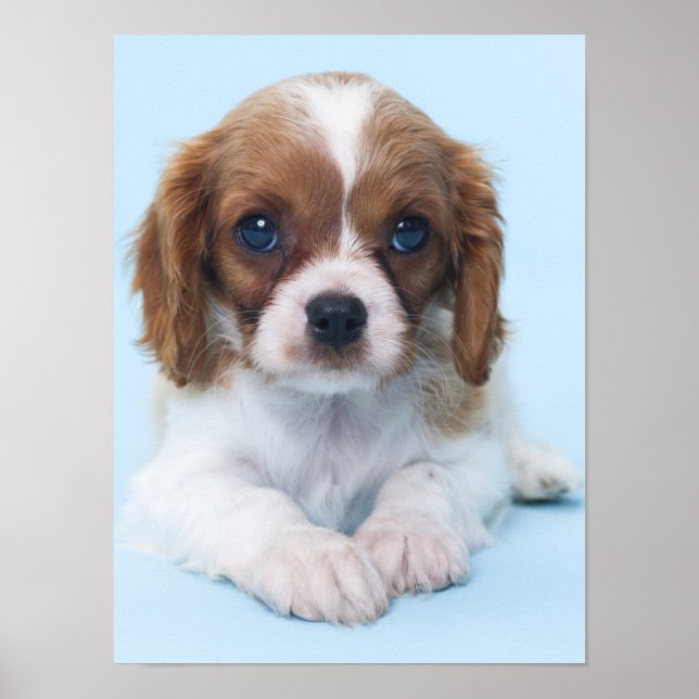 Cavalier King Charles Spaniel Puppy Poster (Vorne)