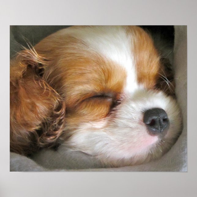 Cavalier King Charles Spaniel Puppy Poster (Vorne)