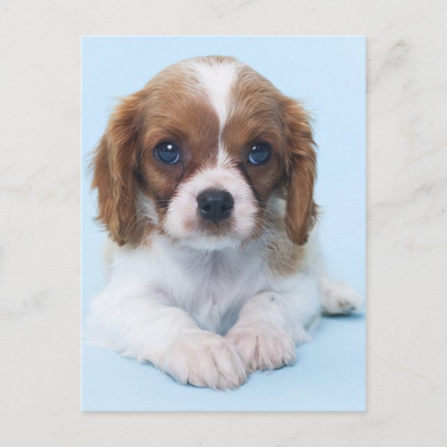 Cavalier King Charles Spaniel Puppy Postkarte (Vorderseite)
