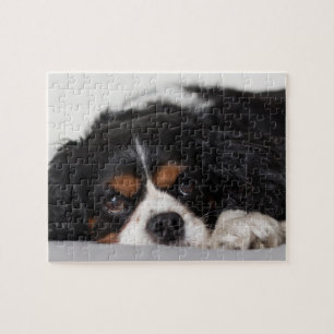 Cavalier King Charles Spaniel Puzzle