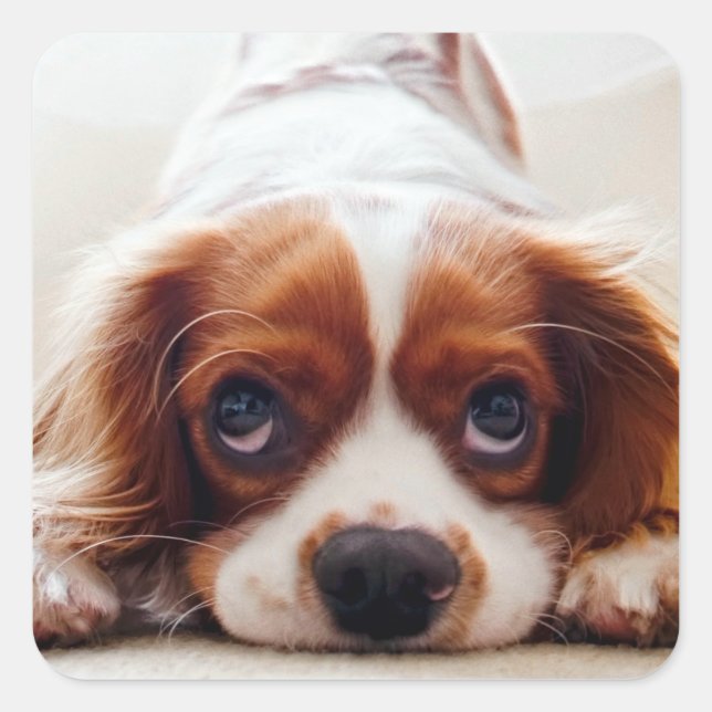 Cavalier King Charles Spaniel Quadratischer Aufkleber (Vorderseite)