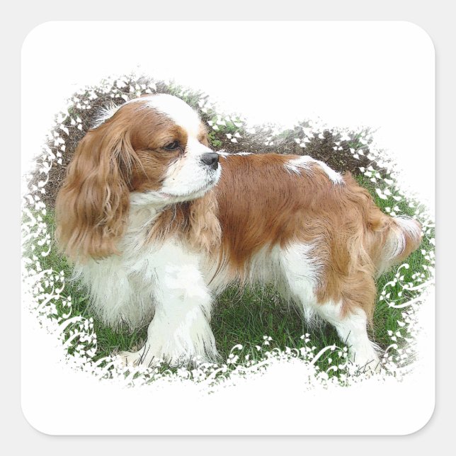Cavalier King Charles Spaniel Quadratischer Aufkleber (Vorderseite)