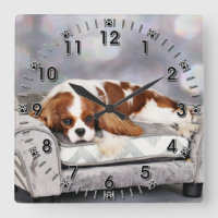 Cavalier King Charles Spaniel - Remington