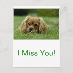 Cavalier King Charles Spaniel Ruby Postkarte