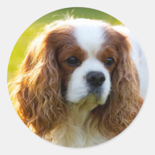Cavalier King Charles Spaniel Runder Aufkleber
