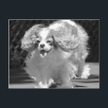 Cavalier King Charles Spaniel Running Postcard Postkarte<br><div class="desc">Das ist Isabella,  meine 12-jährige Cavalier,  die sehr gerne auf dem Tennisplatz läuft.</div>