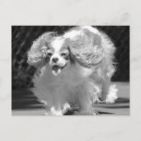 Cavalier King Charles Spaniel Running Postcard