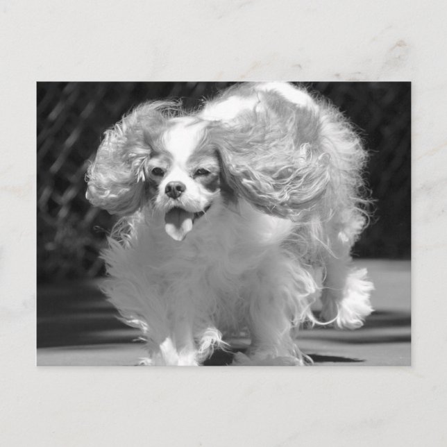Cavalier King Charles Spaniel Running Postcard Postkarte (Vorderseite)