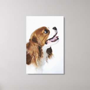 Cavalier King Charles Spaniel, Seitenansicht Leinwanddruck