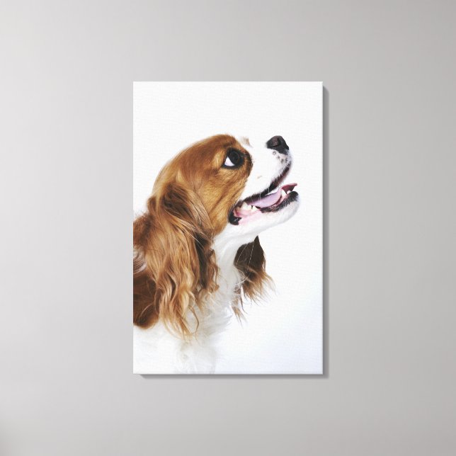 Cavalier King Charles Spaniel, Seitenansicht Leinwanddruck (Vorderseite)