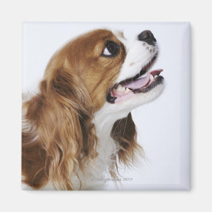 Cavalier King Charles Spaniel, Seitenansicht Magnet