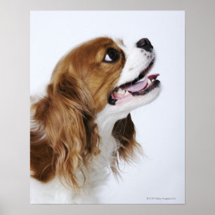 Cavalier King Charles Spaniel, Seitenansicht Poster