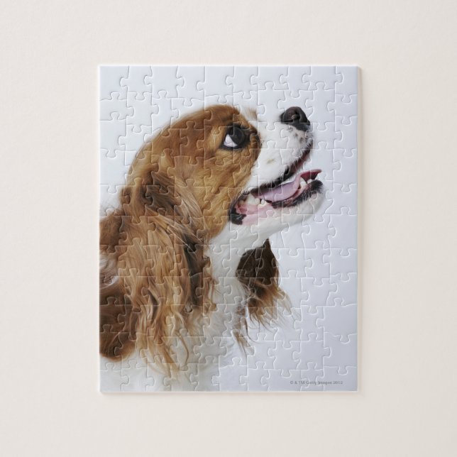 Cavalier King Charles Spaniel, Seitenansicht Puzzle (Vertikal)