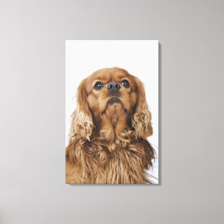 Cavalier King Charles Spaniel sieht nach oben Leinwanddruck