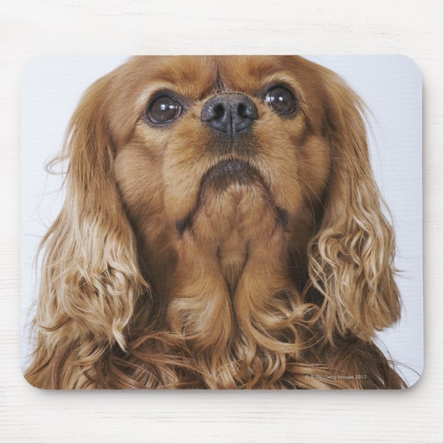 Cavalier King Charles Spaniel sieht nach oben Mousepad (Vorne)