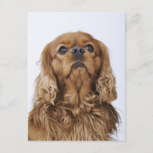 Cavalier King Charles Spaniel sieht nach oben Postkarte