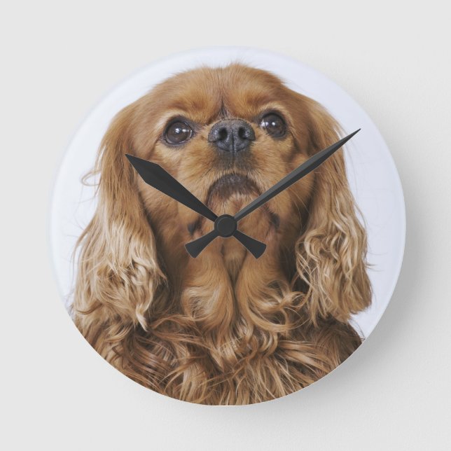 Cavalier King Charles Spaniel sieht nach oben Runde Wanduhr (Vorderseite)