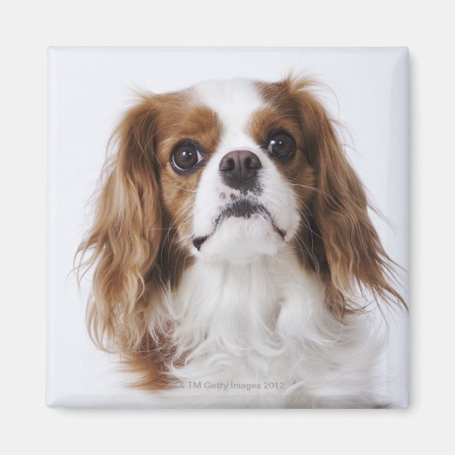 Cavalier King Charles Spaniel sitzt im Studio Magnet (Vorne)