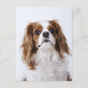 Cavalier King Charles Spaniel sitzt im Studio Postkarte