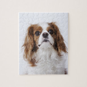 Cavalier King Charles Spaniel sitzt im Studio Puzzle