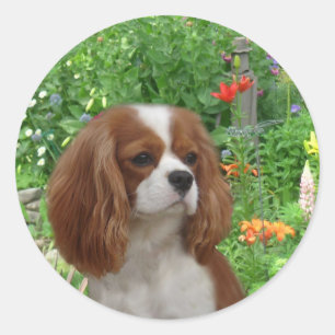 Cavalier King Charles Spaniel Sticker