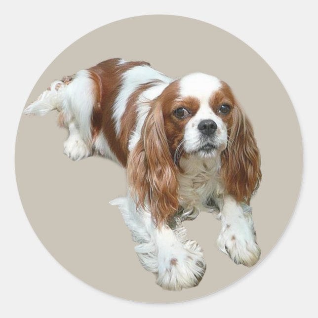 Cavalier King Charles Spaniel Sticker