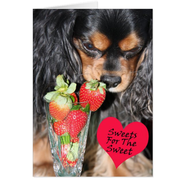Cavalier King Charles Spaniel Strawberries Card (Vorne)