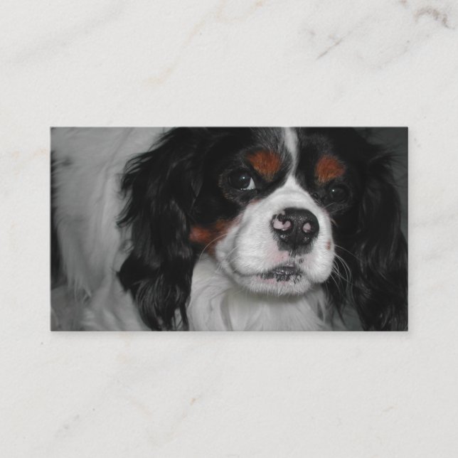 cavalier king charles spaniel tri visitenkarte (Vorderseite)