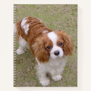 Cavalier-king-charles-spaniel vollständig notizbuch