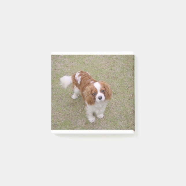 Cavalier-king-charles-spaniel vollständig post-it klebezettel (Vorderseite)