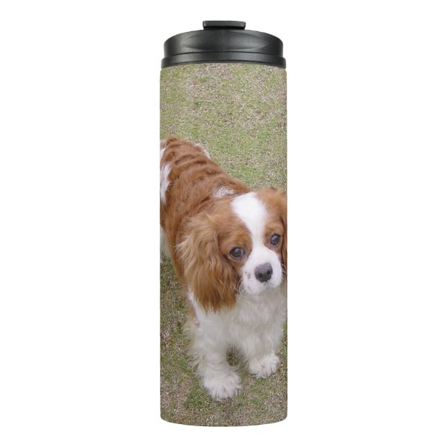 Cavalier-king-charles-spaniel vollständig thermosbecher (Vorderseite)
