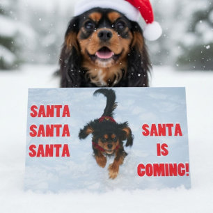 Cavalier King Charles Spaniel Weihnachten