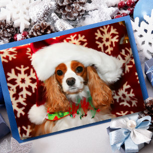 Cavalier King Charles Spaniel Weihnachtsfeier Lieb Feiertagskarte
