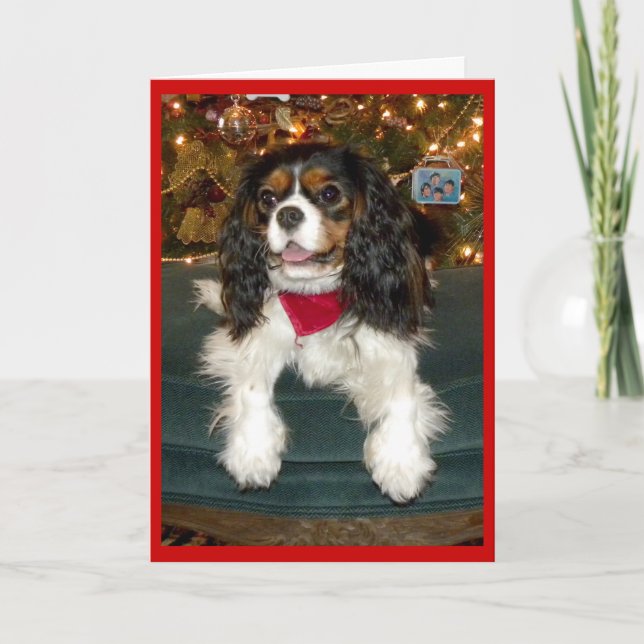 Cavalier King Charles Spaniel Weihnachtskarte Feiertagskarte (Vorderseite)