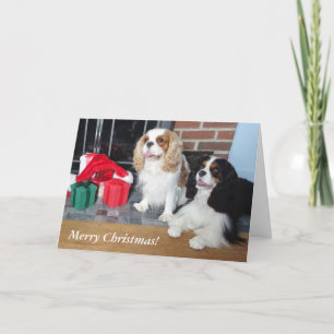 Cavalier King Charles Spaniel Weihnachtskarte Feiertagskarte