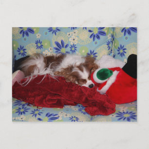 Cavalier King Charles Spaniel Weihnachtsüberladung Feiertagspostkarte