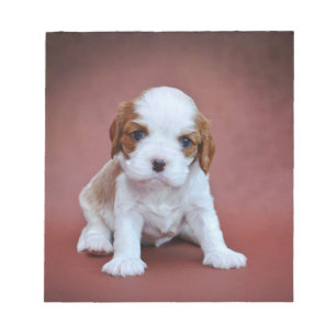 Cavalier King Charles Spaniel Welpe Notizblock