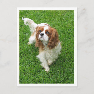 Cavalier King Charles Spaniel Welpe Postkarte
