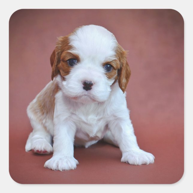 Cavalier King Charles Spaniel Welpe Quadratischer Aufkleber (Vorderseite)