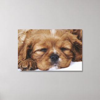 Cavalier King Charles Spaniel Welpe schlafen Leinwanddruck