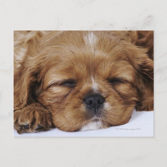 Cavalier King Charles Spaniel Welpe schlafen Postkarte (Vorderseite)