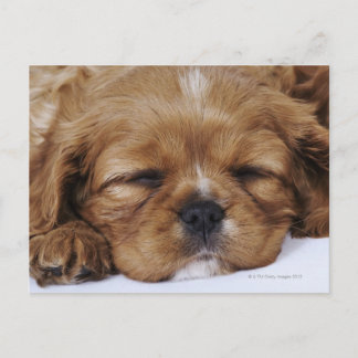 Cavalier King Charles Spaniel Welpe schlafen Postkarte